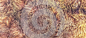Texture of brown bear fur close up