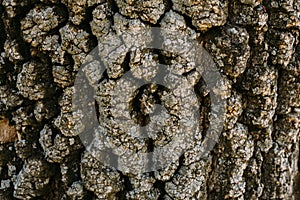 Texture of brown oak tree bark. Close up of  tree bark as background for design.