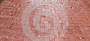 Texture. Brown paving stones after rain.