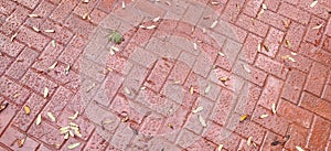 Texture. Brown paving stones after rain.