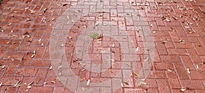 Texture. Brown paving stones after rain.