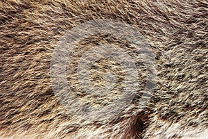 texture brown Siberian bear Ursidae skins photo
