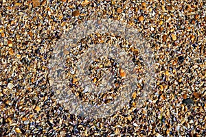 Texture of brown small shell. Small seashells background, Template. Soft focus