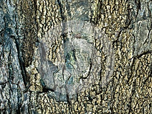 Texture of brown tree bark.