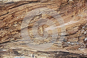 The texture of brown wood with veins and cracks