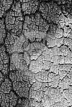 Texture of burned bark of the tree