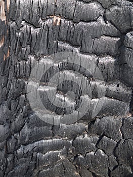 Texture of Burned Tree 3