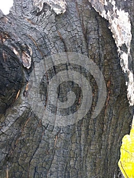 Texture of burned tree bark. black and grey shades.