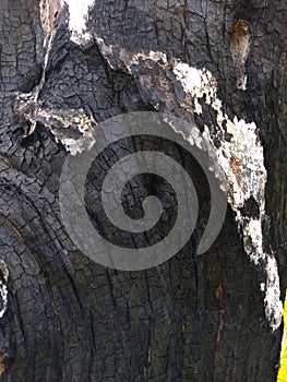 Texture of burned tree bark. black and grey shades.