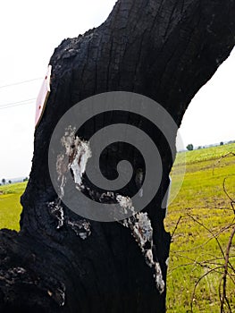 Texture of burned tree bark. black and grey shades.