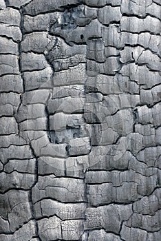 Texture of burned wood