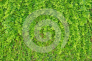 The texture of the Bush. Leave and branches of the shrub. Wall of green leaves, background, close up