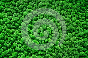 Texture of bushes of green stabilized moss similar to trees with a view from above, background