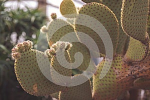 texture of a cactus with dense spines. Prickly green cactus plant cactus opuntia leucotricha in sunny day outdoor.