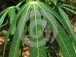 The texture of cassava leaves, nature