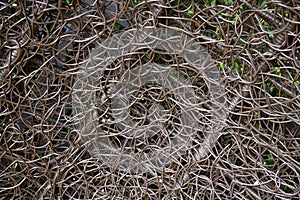 Texture of chair weave