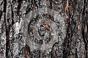 The texture of the charred pine bark