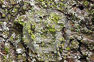 The texture of the cherry tree bark