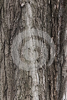 Texture of a chestnut tree bark