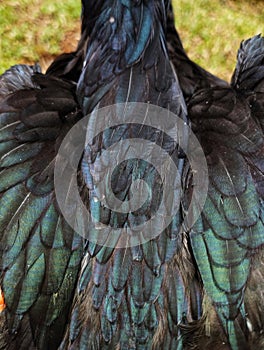 The texture of the chicken feathers is purplish-black on the back