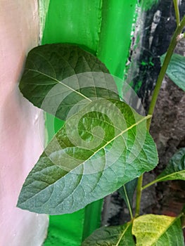 The texture of chlorophyll green leaves that grows in front of houses in eastern Indonesia