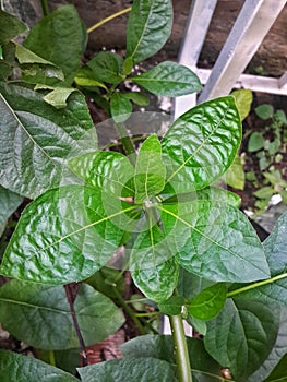 texture of chlorophyll leaves that grow in front of houses in eastern Indonesia 19