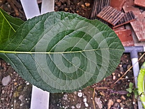 texture of chlorophyll leaves that grow in front of houses in eastern Indonesia 8
