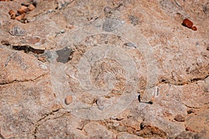 texture of  Cliffs at Hive Beach, Burton Bradstock, Bridport, Dorset, England, United Kingdom