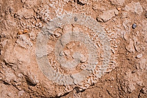 texture of  Cliffs at Hive Beach, Burton Bradstock, Bridport, Dorset, England, United Kingdom