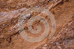 texture of  Cliffs at Hive Beach, Burton Bradstock, Bridport, Dorset, England, United Kingdom