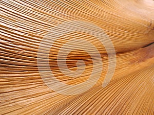 Texture close up of a palm leaf brown dry