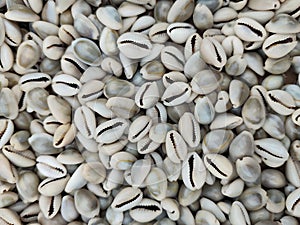 Texture - collection of cowrie shells
