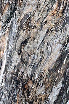 Texture and color of Banian tree trunk surface photo