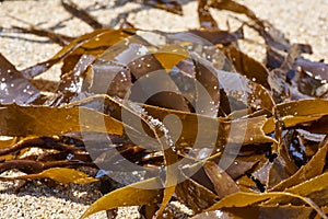 Texture and color of cochayuyo-type seaweeds