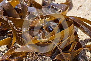 Texture and color of cochayuyo-type seaweeds