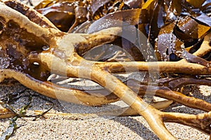 Texture and color of cochayuyo-type seaweeds