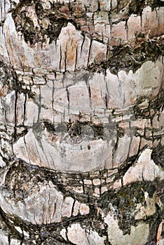 Texture and color of plam tree trunk surface