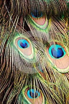 Texture of colorful peacock feathers close up