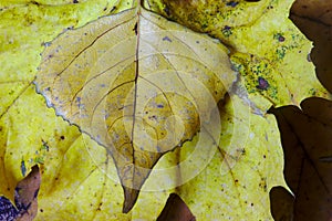 Texture and colors of dead leaf close-up