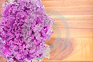 Texture of colourful curly-leaf purple kale