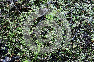 Texture of the common duckweed thickets