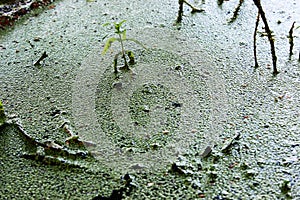 Texture of the common duckweed thickets