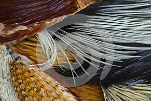 Texture, composition with different kinds of rooster feathers close-up