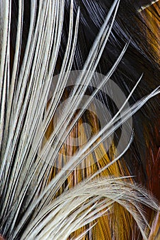 Texture, composition with different kinds of rooster feathers close-up