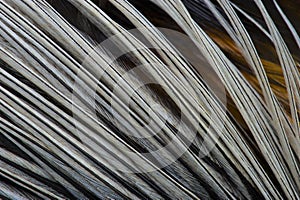 Texture, composition with different kinds of rooster feathers close-up