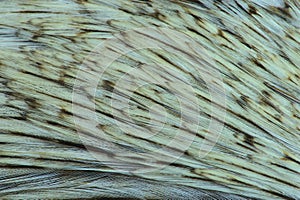 Texture, composition with different kinds of rooster feathers close-up