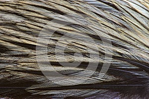 Texture, composition with different kinds of rooster feathers close-up