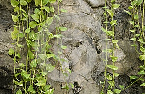 Texture concrete wall background decorate with green ivy hanging in the garden. Copy space for text and ideas. Spotted betel