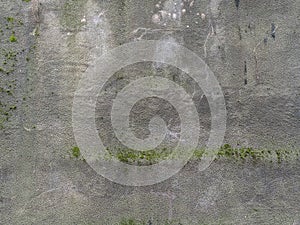 Texture concrete wall with growing green moss on the street