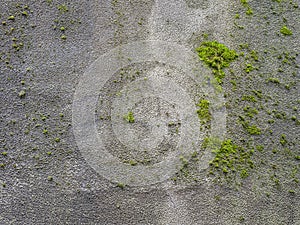 Texture concrete wall with growing green moss on the street